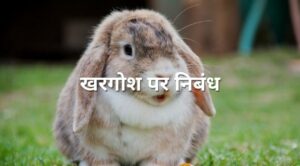 essay on rabbit in hindi