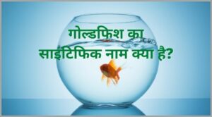 goldfish ka scientific naam kya hai